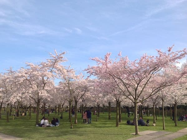 the serene japanese cherry blossom park at the ams 2021 08 29 16 03 35 utc klein Amsterdams bos