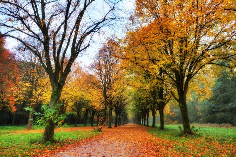 Amsterdamse bos tijdens herfst Het Amsterdamse Bos met de herfst