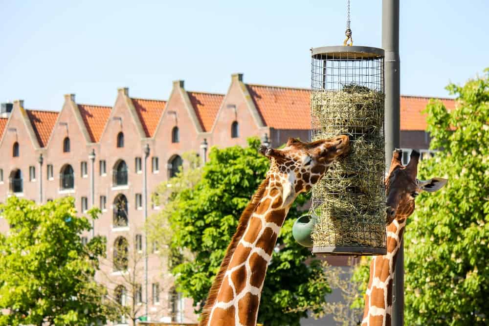 Giraffen eten in dierentuin Artis Giraffen eten gras in dierentuin Artis Amsterdam