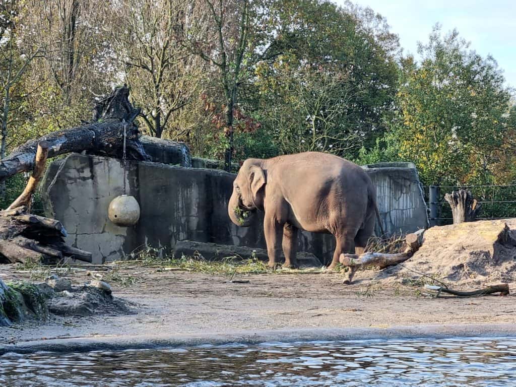 Olifant in dierentuin Artis Amsterdam Etende olifant in Artis Amsterdam