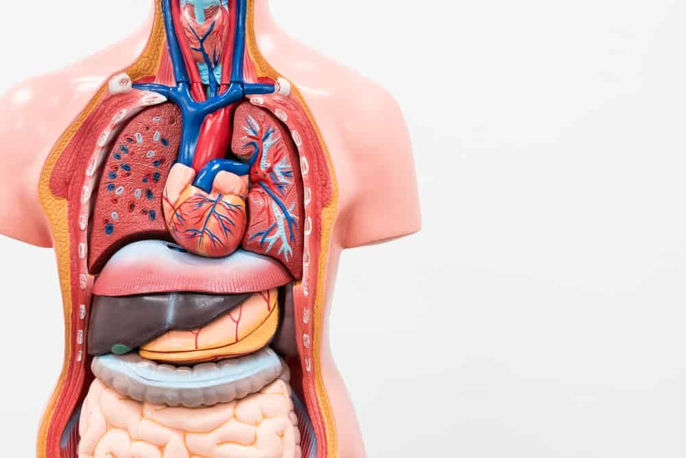 Anatomie lichaam Anatomie van het lichaam