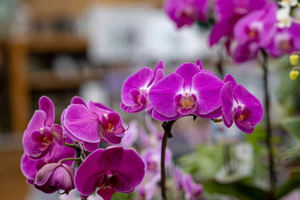 Bloemen purple flowers