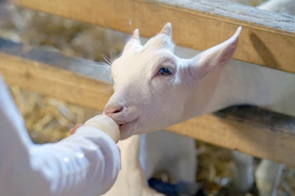 Geit wordt gevoerd goat is fed milk from a bottle